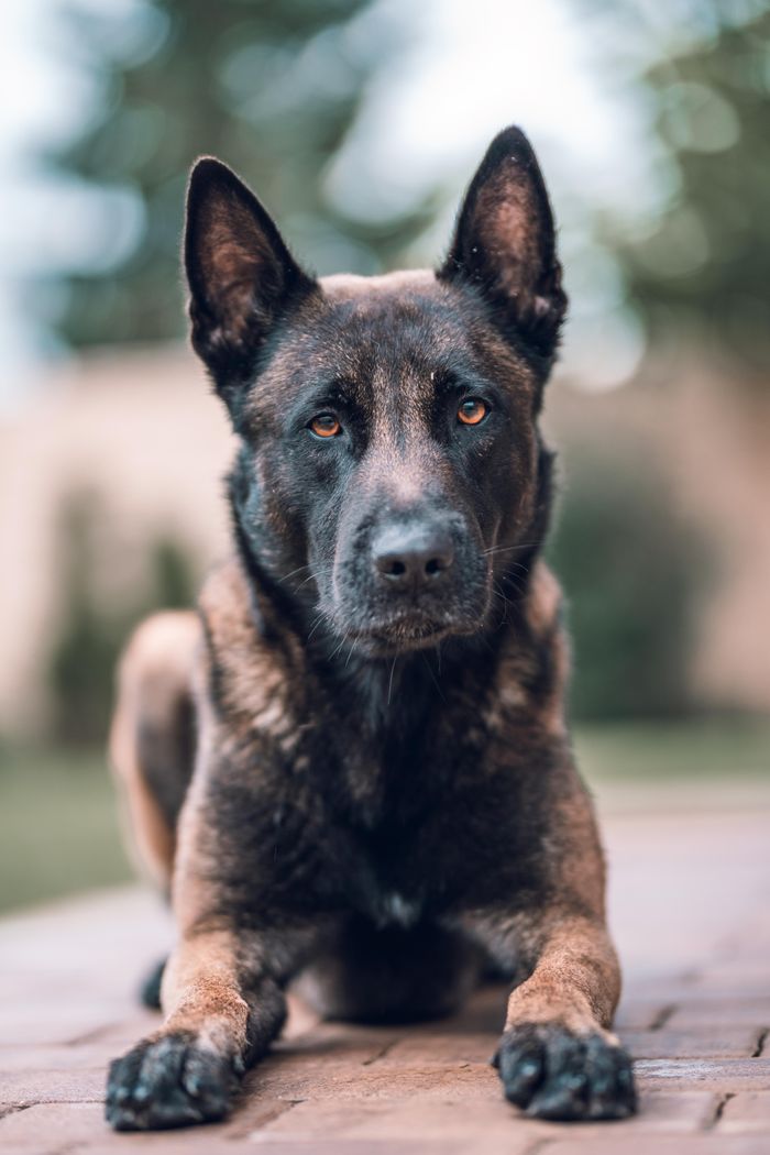 Mastering the First Impression: Your intriguing post title goes here A focused portrait of a Belgian Malinois dog lying on a brick surface outdoors, displaying alertness.
